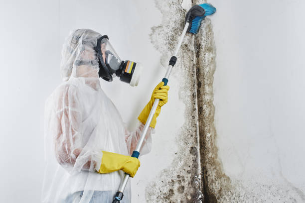Best Industrial Mold Remediation in Cherry Hill Mall, NJ