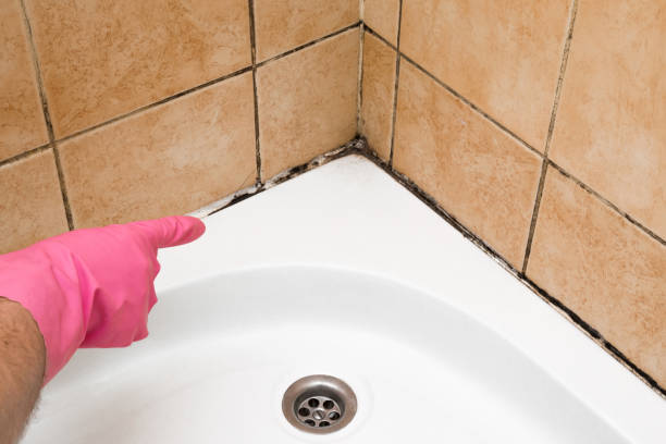 Best Black Mold Remediation in Cherry Hill Mall, NJ